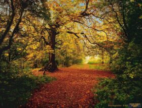 Alternative view of Komar Poster 80 8-068