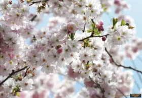 Alternative view of Komar Poster 85 8-507