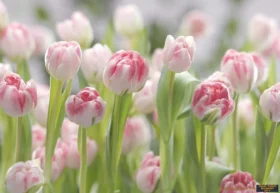 Alternative view of Komar Poster 87 8-708