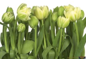 Alternative view of Komar Poster 89 8-900