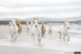 Alternative view of Komar Poster 89 8-986